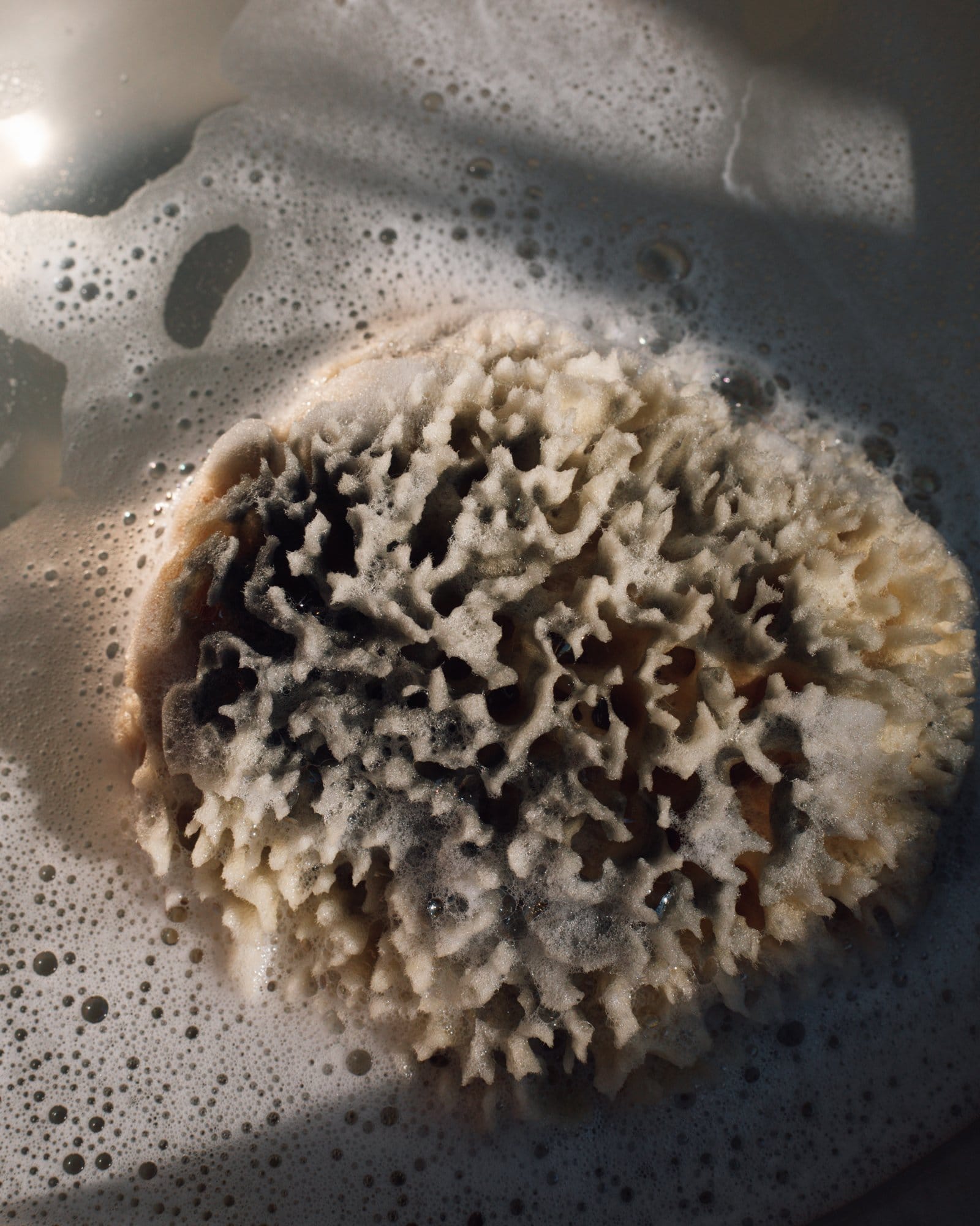Sea Wool Sponge