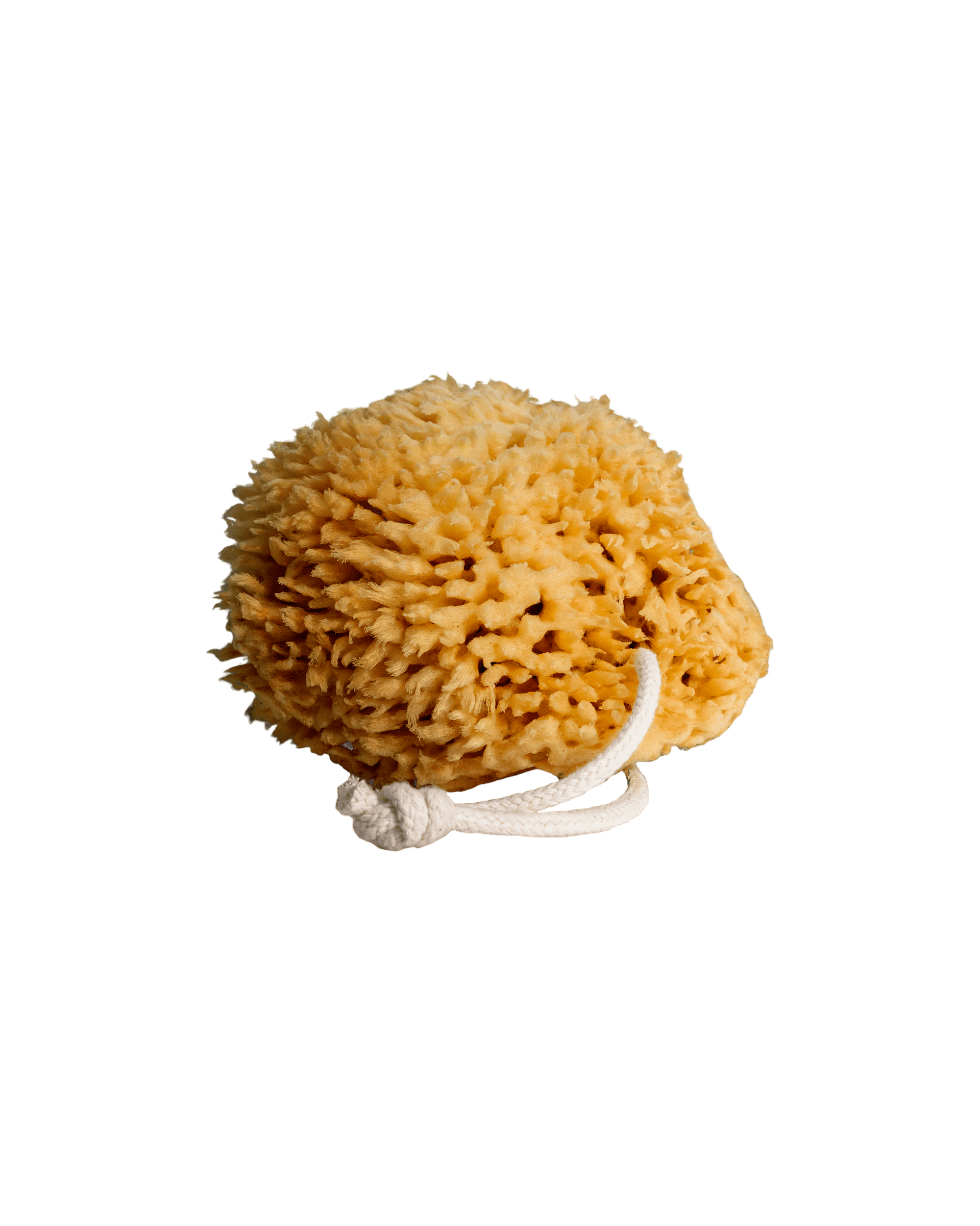 Sea Wool Sponge